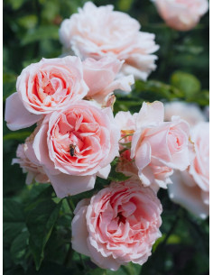 Róża wielkokwiatowa DONATELLA 2