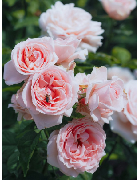 wielkokwiatowa Róża DONATELLA