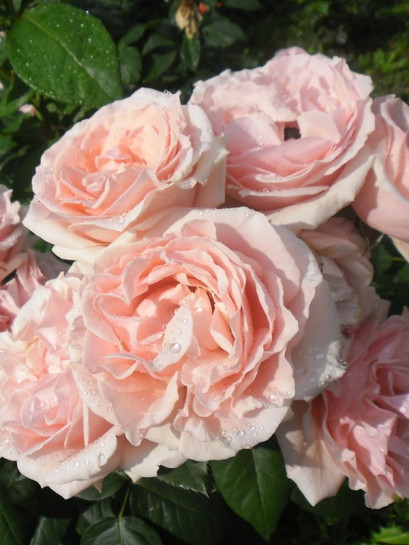 Róża wielkokwiatowa DONATELLA