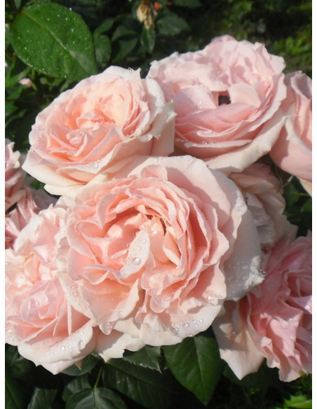 Róża wielkokwiatowa DONATELLA