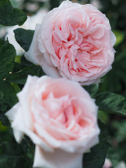 DONATELLA Róża wielkokwiatowa