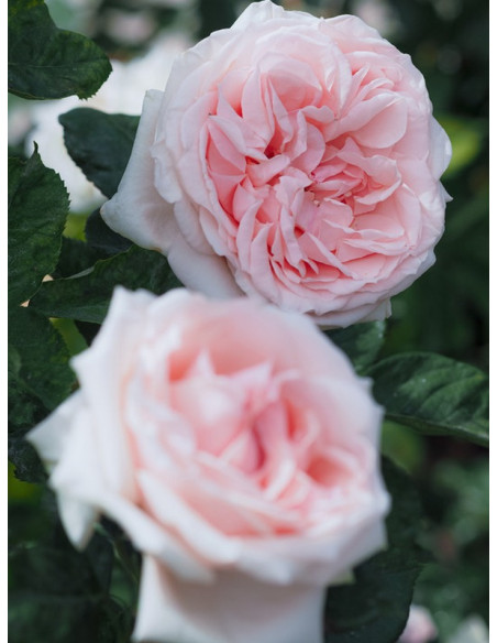 DONATELLA Róża wielkokwiatowa