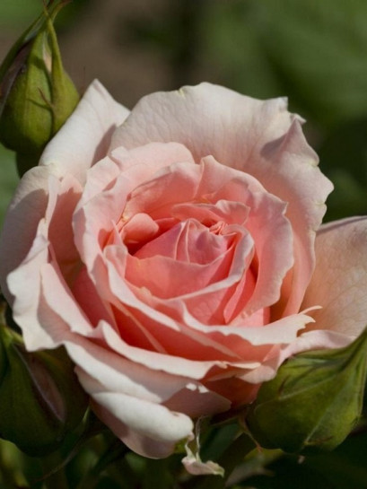 DONATELLA wielkokwiatowa Róża