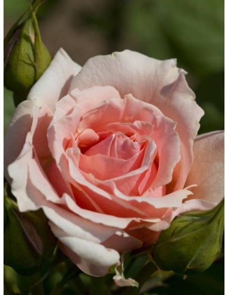 DONATELLA wielkokwiatowa Róża