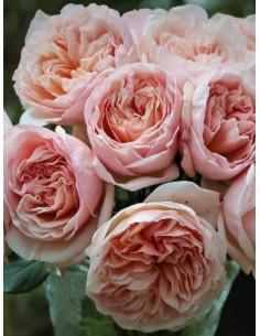 róża wielkokwiatowa BELLE ROMANTICA