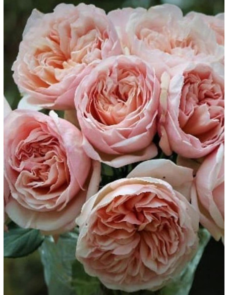 róża wielkokwiatowa BELLE ROMANTICA