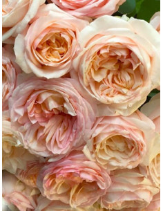 róża wielkokwiatowa BELLE ROMANTICA 2