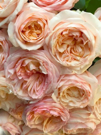 wielkokwiatowa róża BELLE ROMANTICA