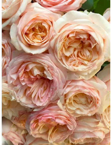 wielkokwiatowa róża BELLE ROMANTICA