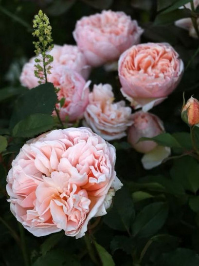 BELLE ROMANTICA róża wielkokwiatowa