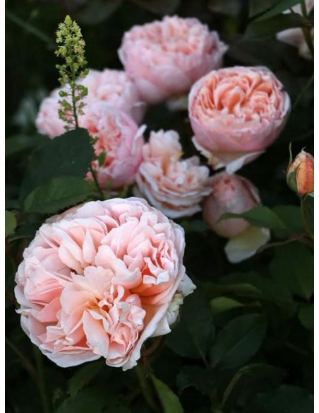 BELLE ROMANTICA róża wielkokwiatowa