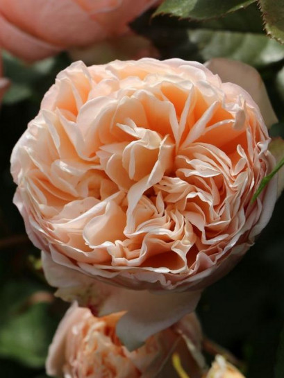 BELLE ROMANTICA wielkokwiatowa róża