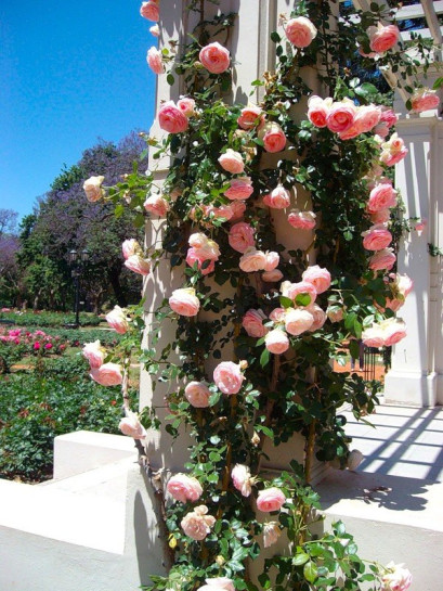 parkowa roza Eden Rose