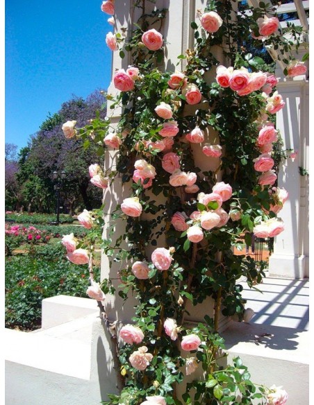 parkowa roza Eden Rose