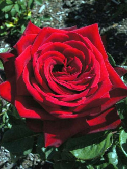 LOVING MEMORY roze wielkokwiatowe bordowe