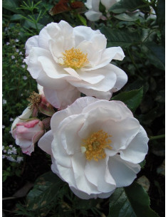 PEARL DRIFT róża okrywowa