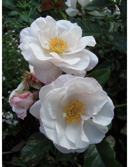 PEARL DRIFT róża okrywowa