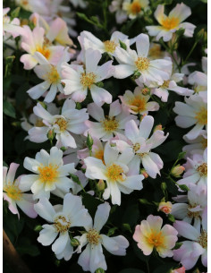 PEARL DRIFT róża okrywowa 2