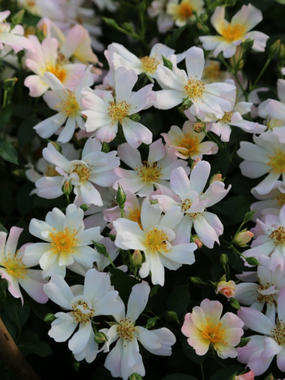 PEARL DRIFT okrywowa róża