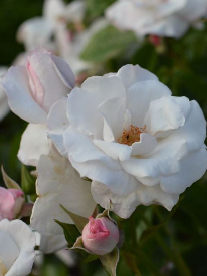 róża okrywowa PEARL DRIFT