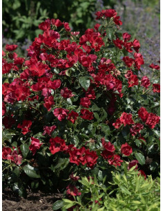 okrywowa róża SCARLET DRIFT® 2