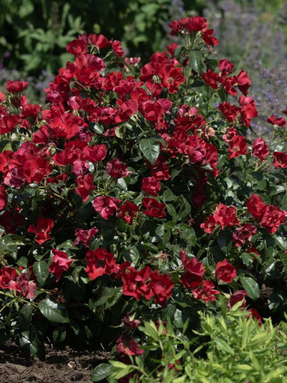 SCARLET DRIFT® róża okrywowa