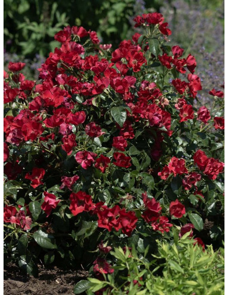 SCARLET DRIFT® róża okrywowa