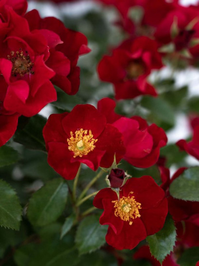 róża okrywowa SCARLET DRIFT®