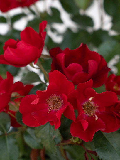 SCARLET DRIFT® okrywowa róża