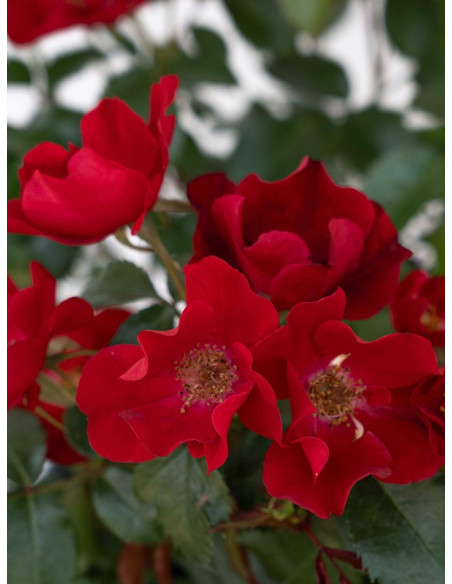 SCARLET DRIFT® okrywowa róża