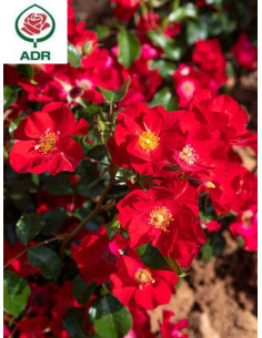 okrywowa róża SCARLET DRIFT®