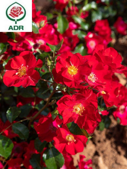 okrywowa róża SCARLET DRIFT®