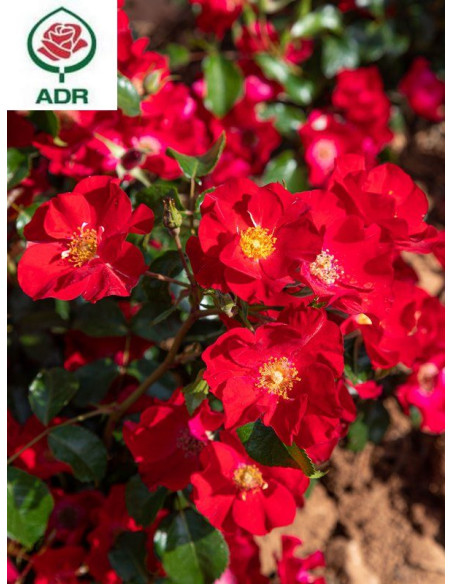 okrywowa róża SCARLET DRIFT®