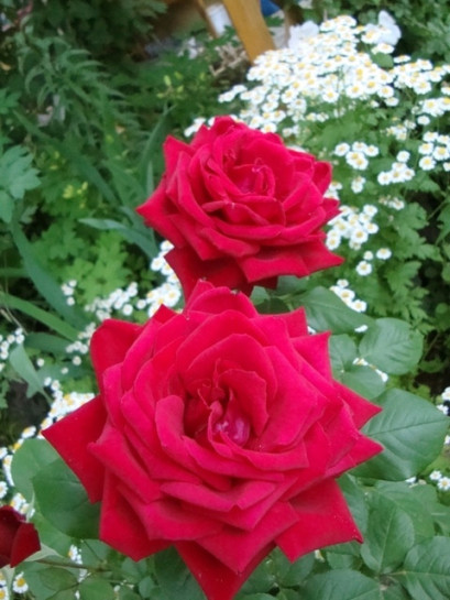 roze bordowe Loving Memory