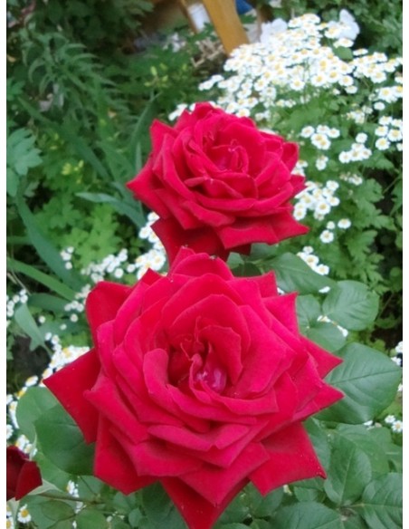 roze bordowe Loving Memory