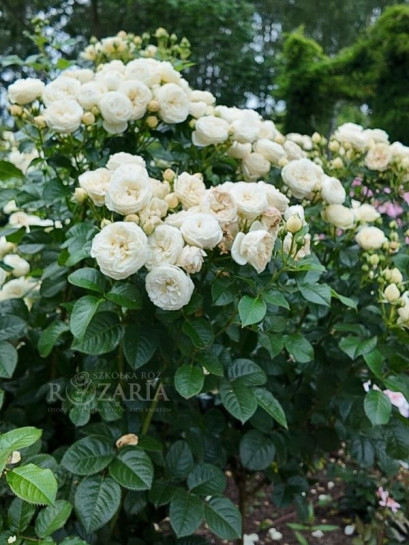 róża Artemis biała parkowa