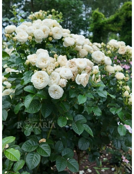 róża Artemis biała parkowa