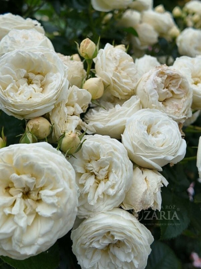 parkowa róża Artemis