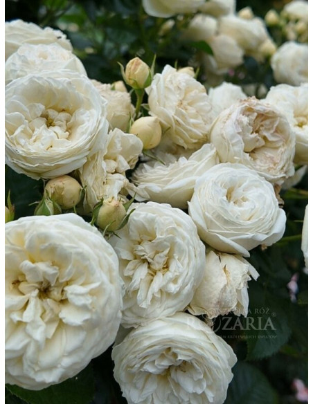 parkowa róża Artemis