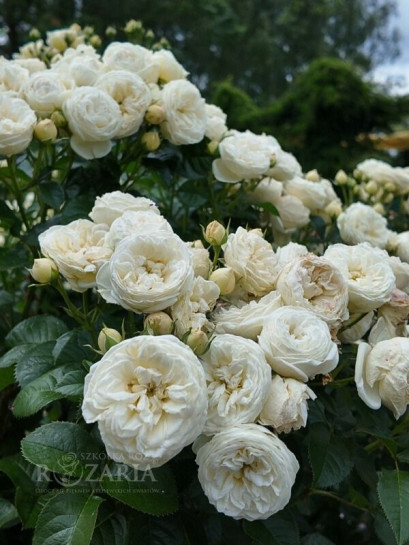biała róża parkowa Artemis