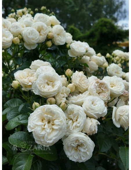 biała róża parkowa Artemis