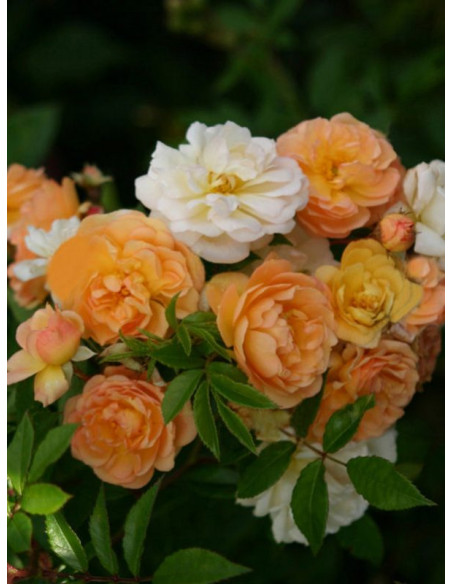 Gizelka róża pnąca