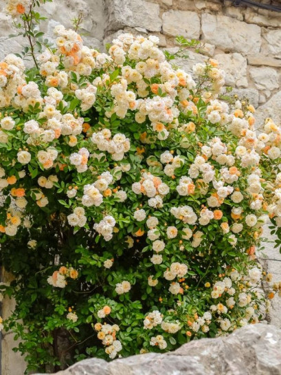 GHISLAINE de FELIGONDE róża historyczna