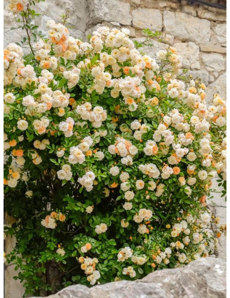 GHISLAINE de FELIGONDE róża historyczna