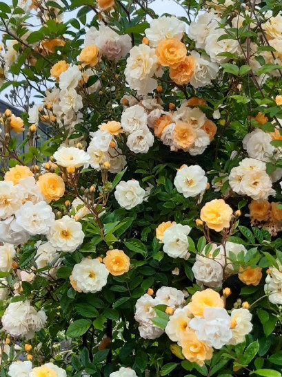 Gizelka róża historyczna