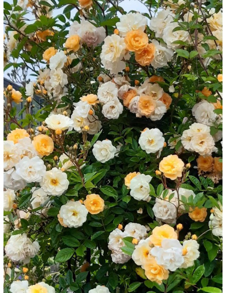 Gizelka róża historyczna