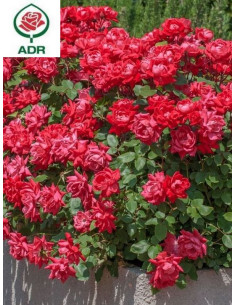 Double Knock Out® róża rabatowa