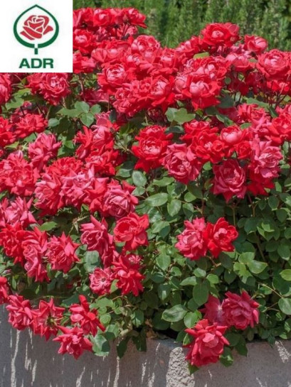 Double Knock Out® róża rabatowa