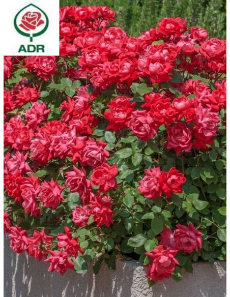 Double Knock Out® róża rabatowa