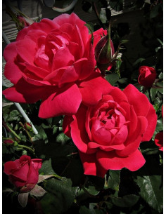 Double Knock Out® róża rabatowa 2